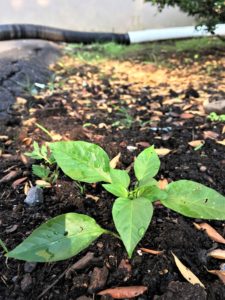 chili pepper in fall Pennsylvania