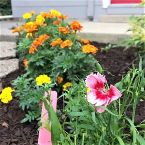 dianthus growit samples in Pennsylvania garden