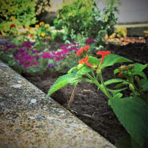 verbena and lantana spillers urban gardening