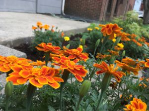 community garden at coworking office cowork 414 bethlehem